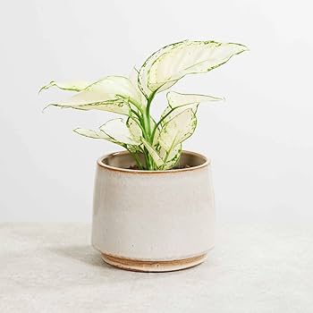 aglaonema white dust Aglaonema White Joy – Dust Freedom