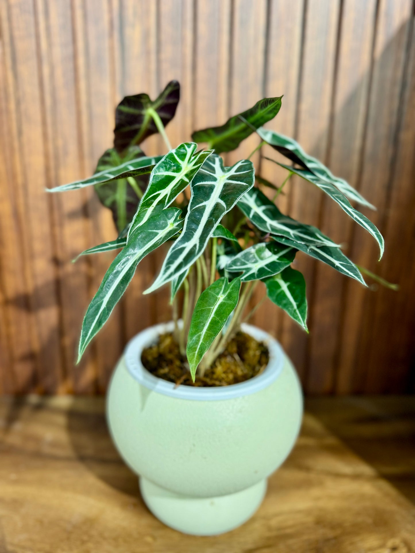 Alocasia Bambino