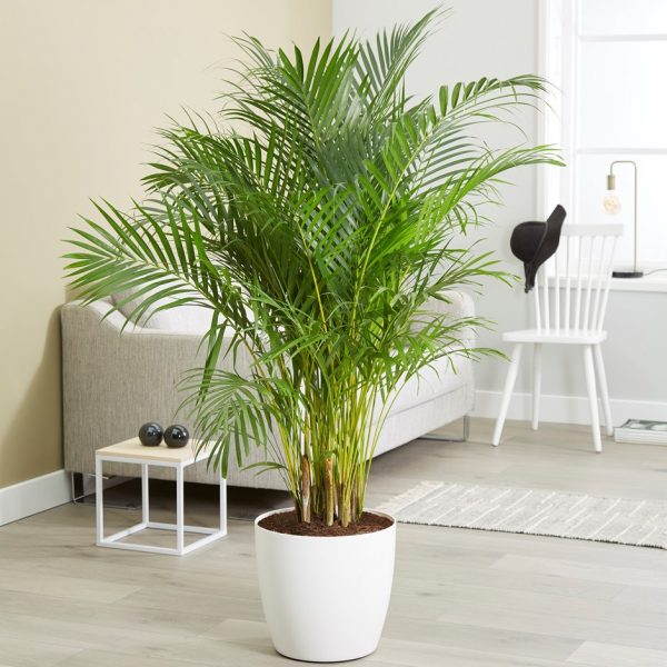 Areca Palms