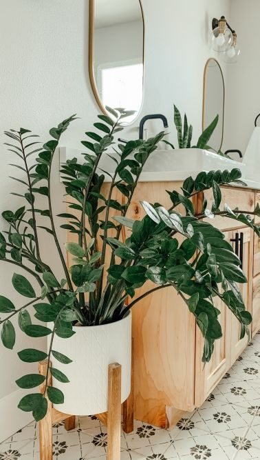 zz plant 한국어 ZZ 플랜트 – Dust Freedom
