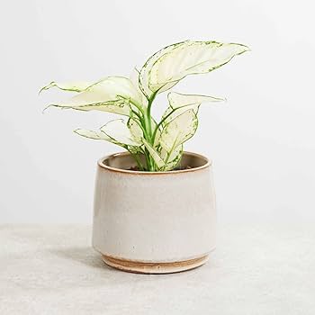 Aglaonema White Joy