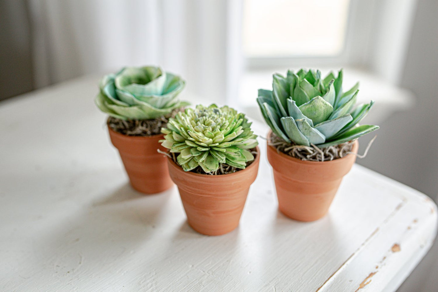 Succulents