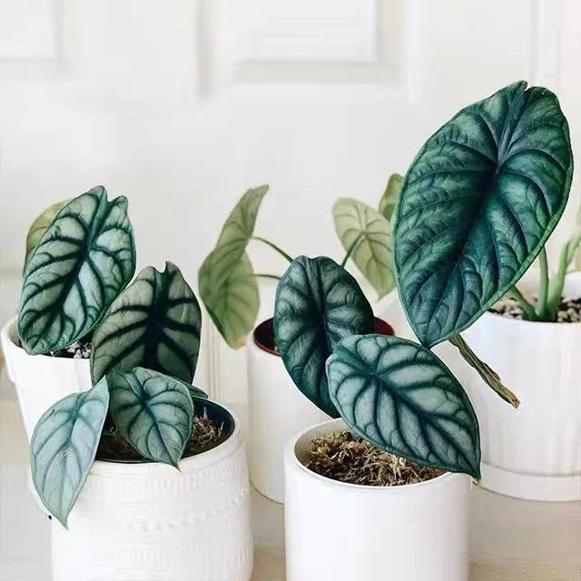 Alocasia rồng bạc