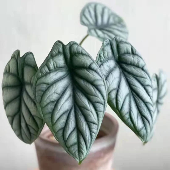 Alocasia rồng bạc