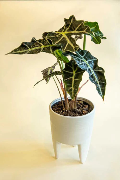 Alocasia Polly