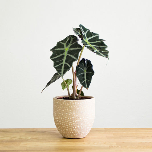 Alocasia Polly