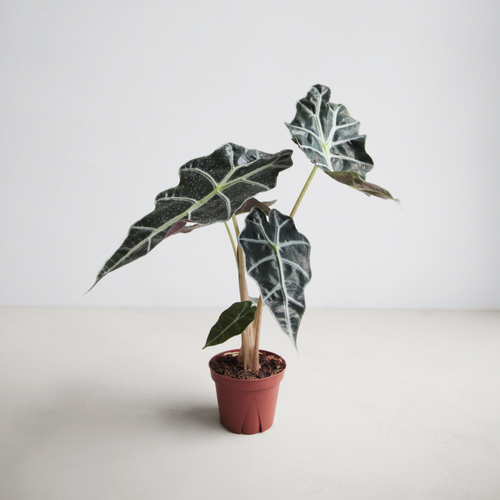 Alocasia Polly