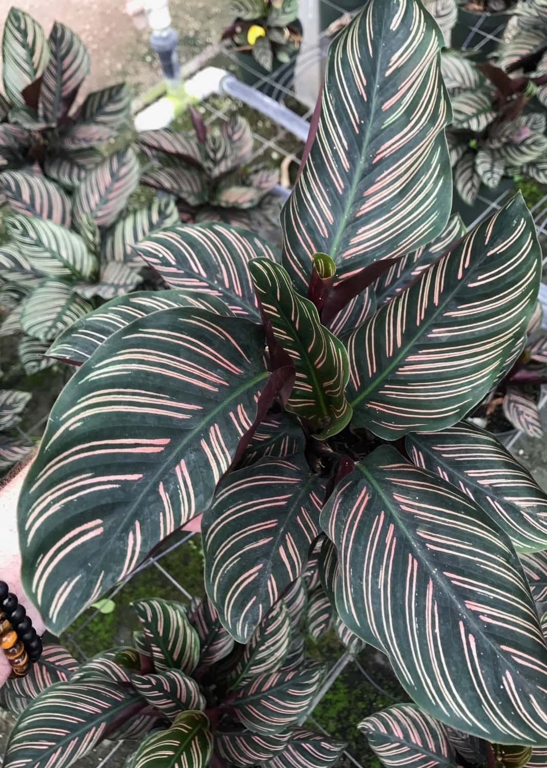 Calathea sọc