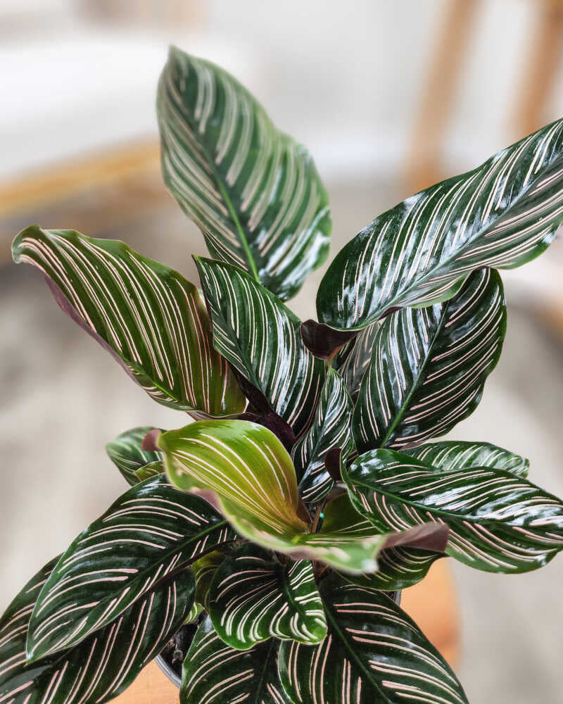 Calathea sọc