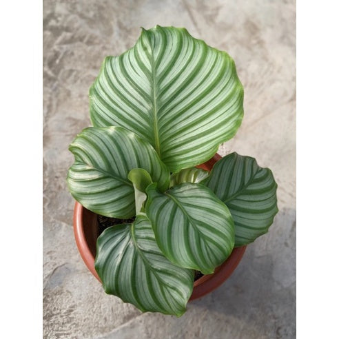 Calathea Orbifolia