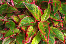 Aglaonema