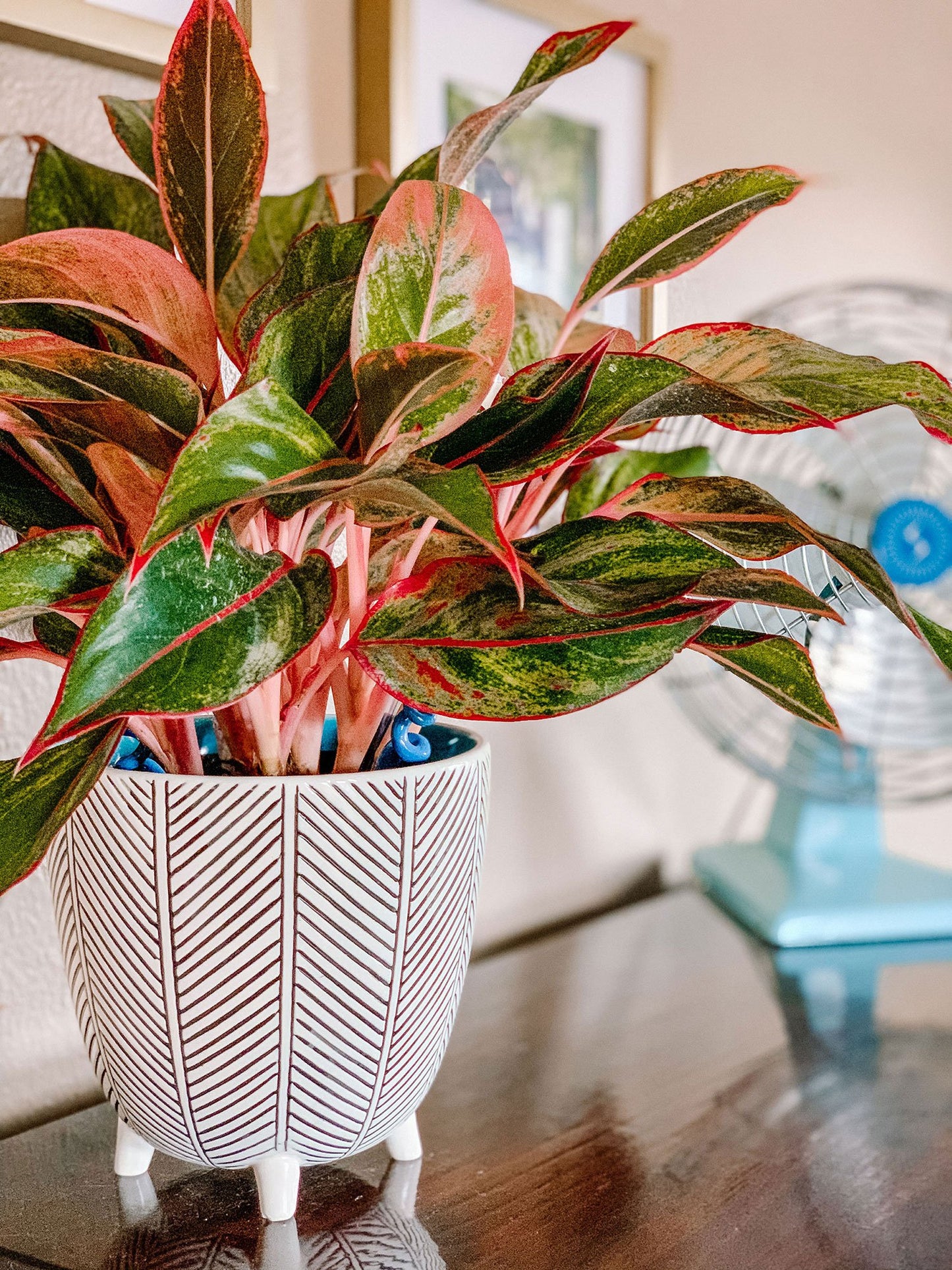 Aglaonema