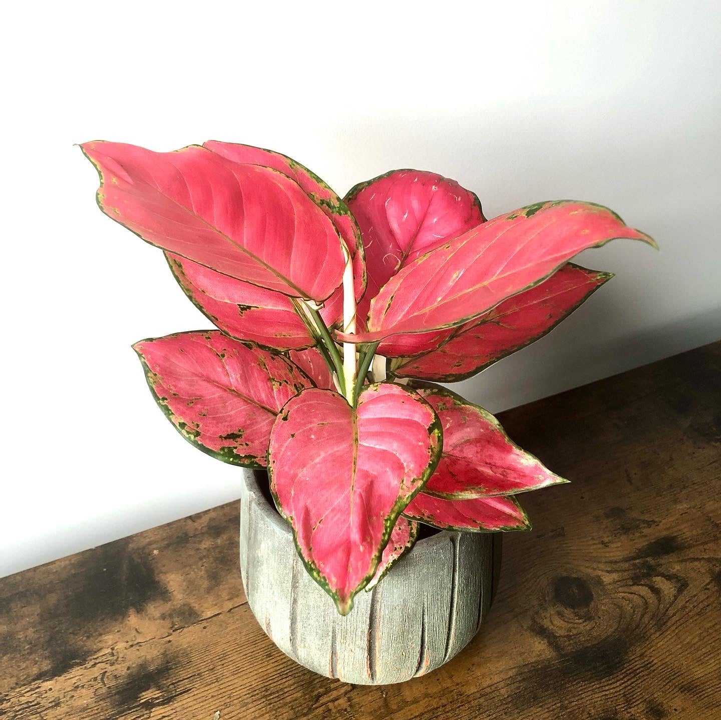 Aglaonema Pink Star