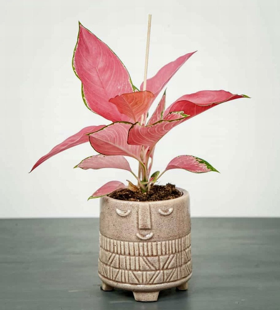 Aglaonema Pink Star