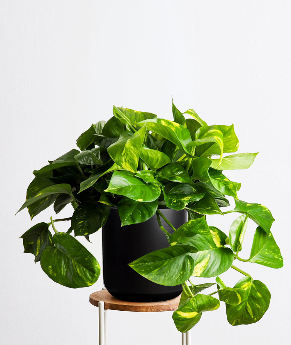 Golden pothos