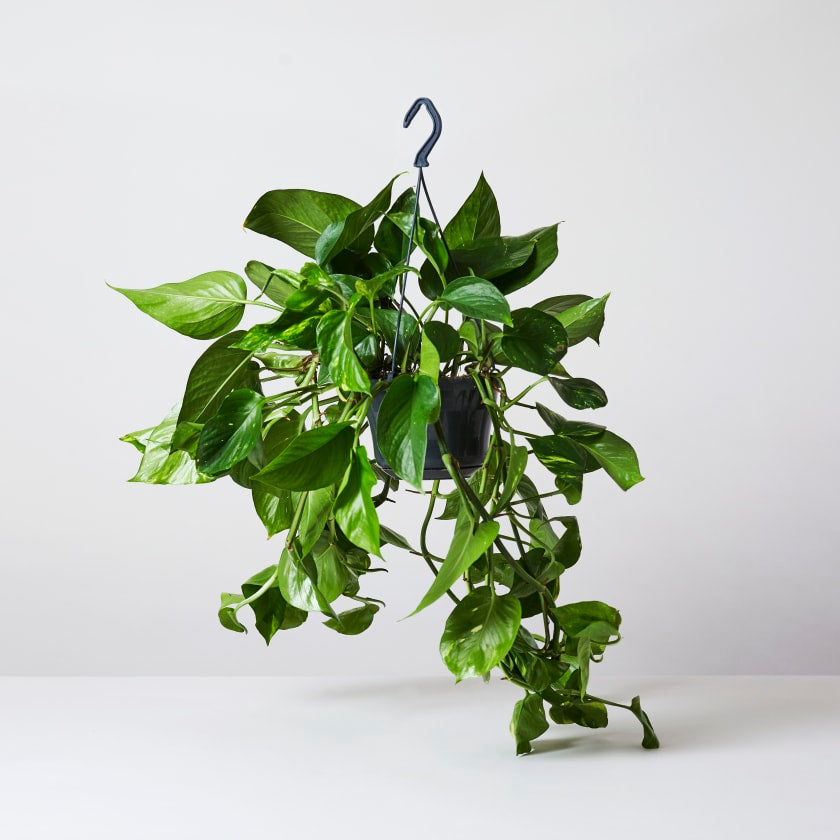 Golden pothos