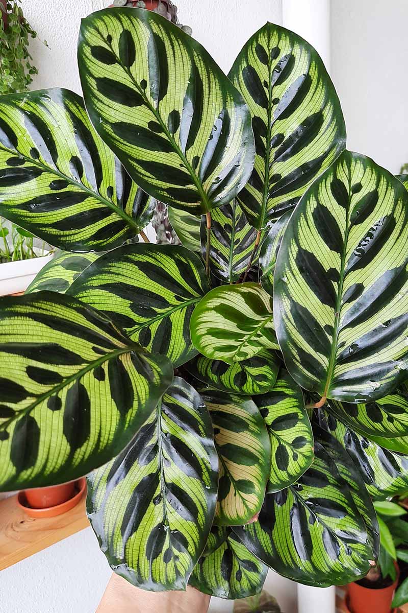 Chim công Calathea