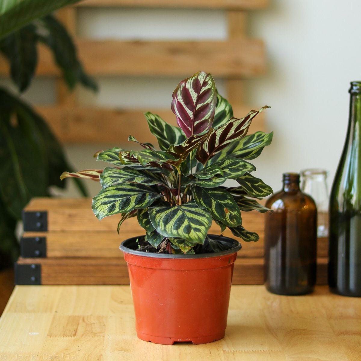 Calathea Peacock