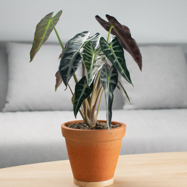 Alocasia Bambino