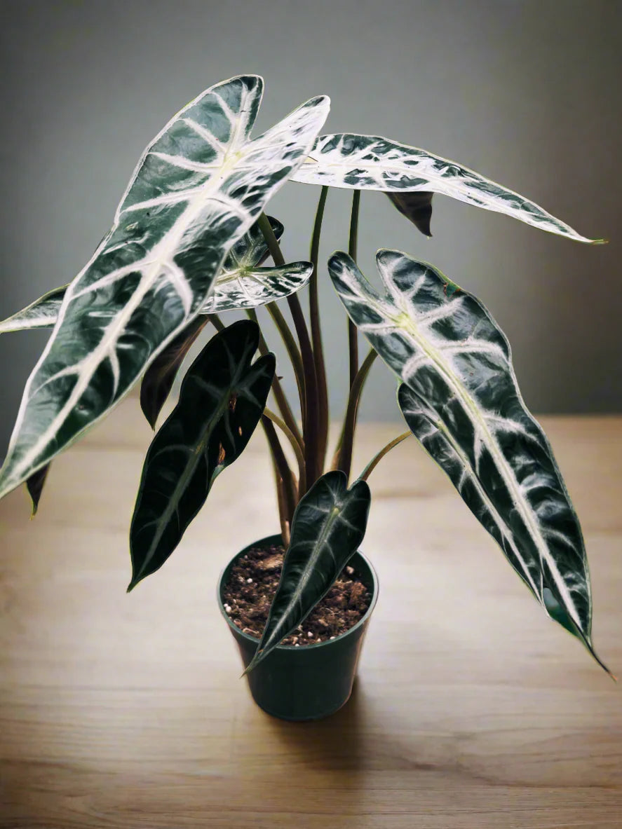 Alocasia Bambino