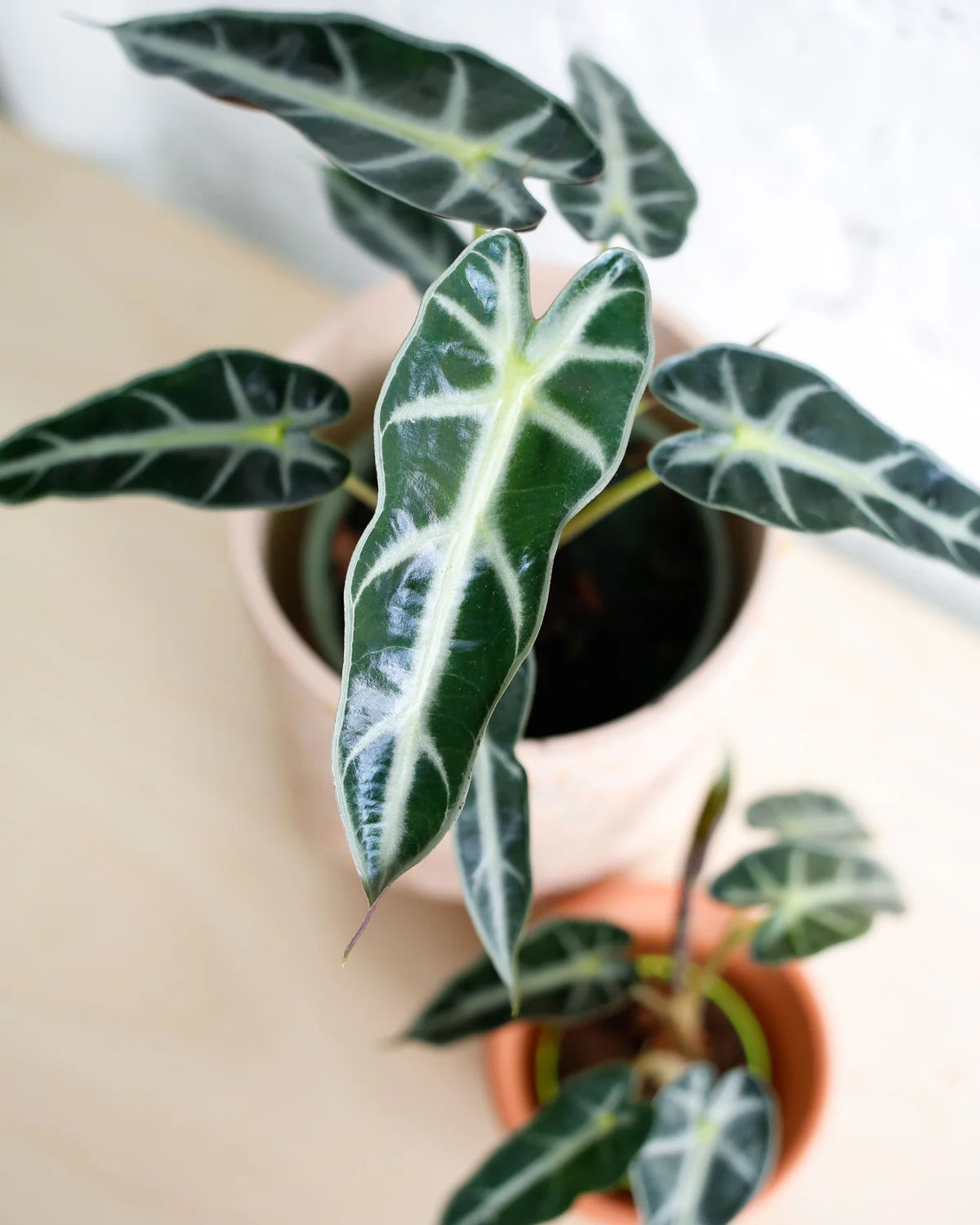 Alocasia Bambino