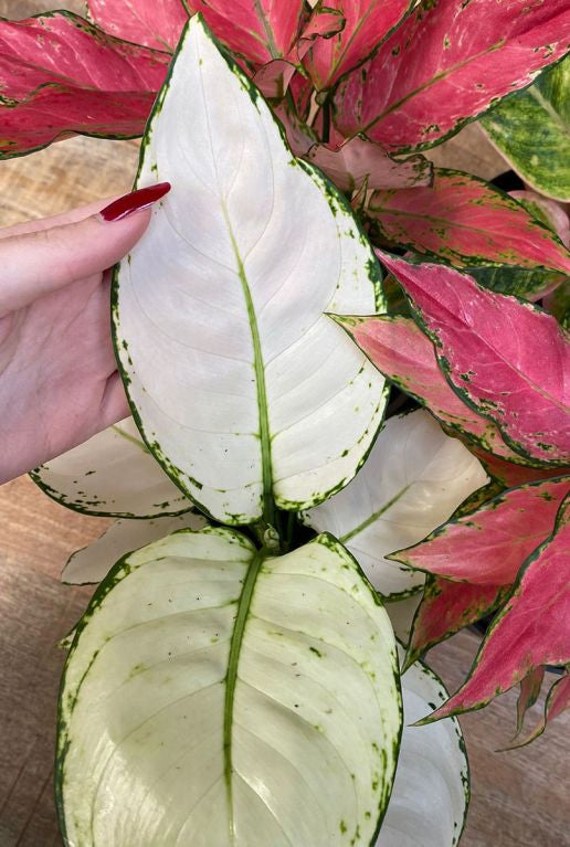 Aglaonema White Joy