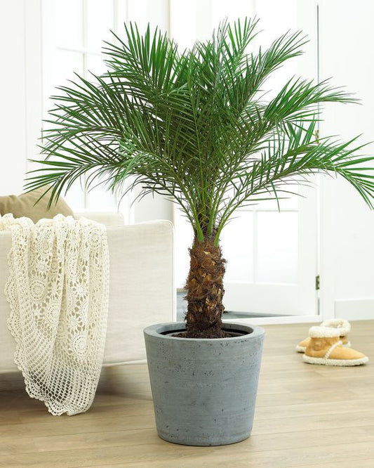 Dwarf Date Palm