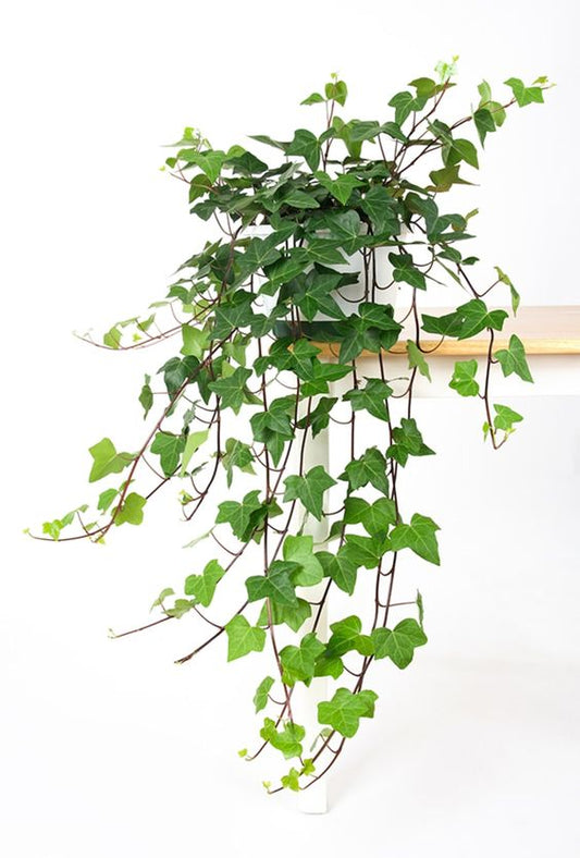 English Ivy