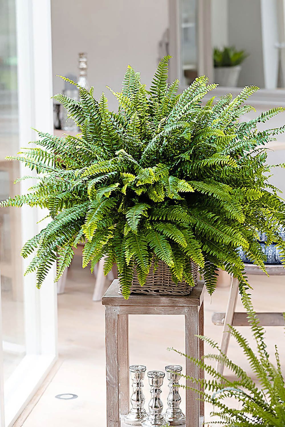 Boston Fern