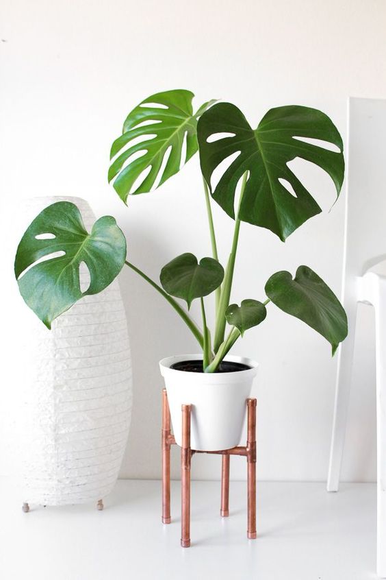 Monstera Deliciosa